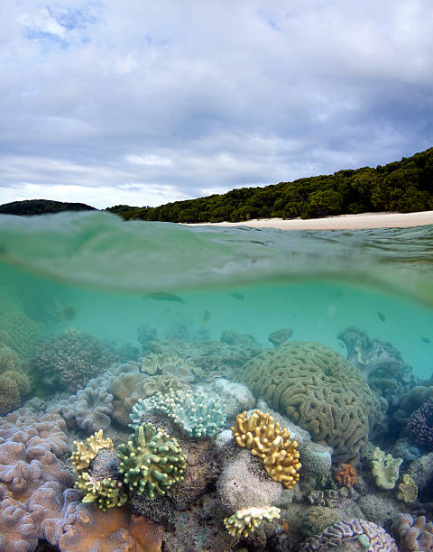 Arrecife de coral estar en la playa de Whitehaven - foto de stock