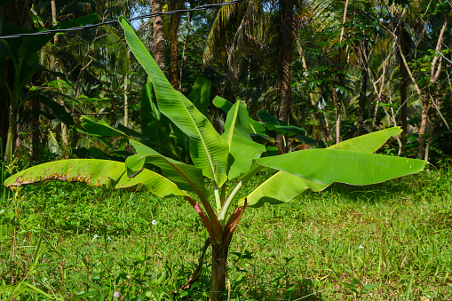 Banana trees growing lush against a blue sky background.