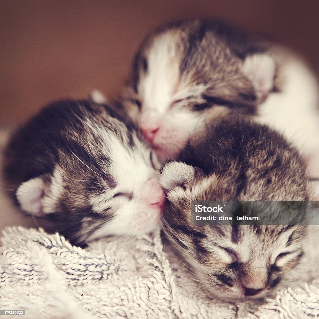 Recién nacido kittens - Foto de stock de Amor - Sentimiento libre de derechos