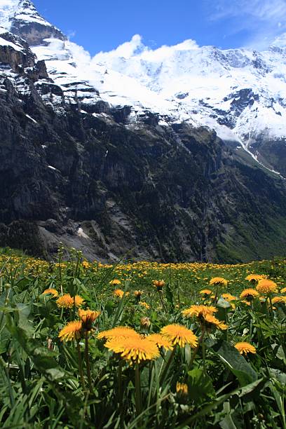 alpes suizos - switzerland interlaken schreckhorn mountain fotografías e imágenes de stock