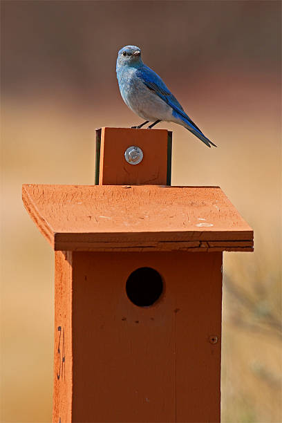 istock Mountain Bluebird Perched Atop House 179220730