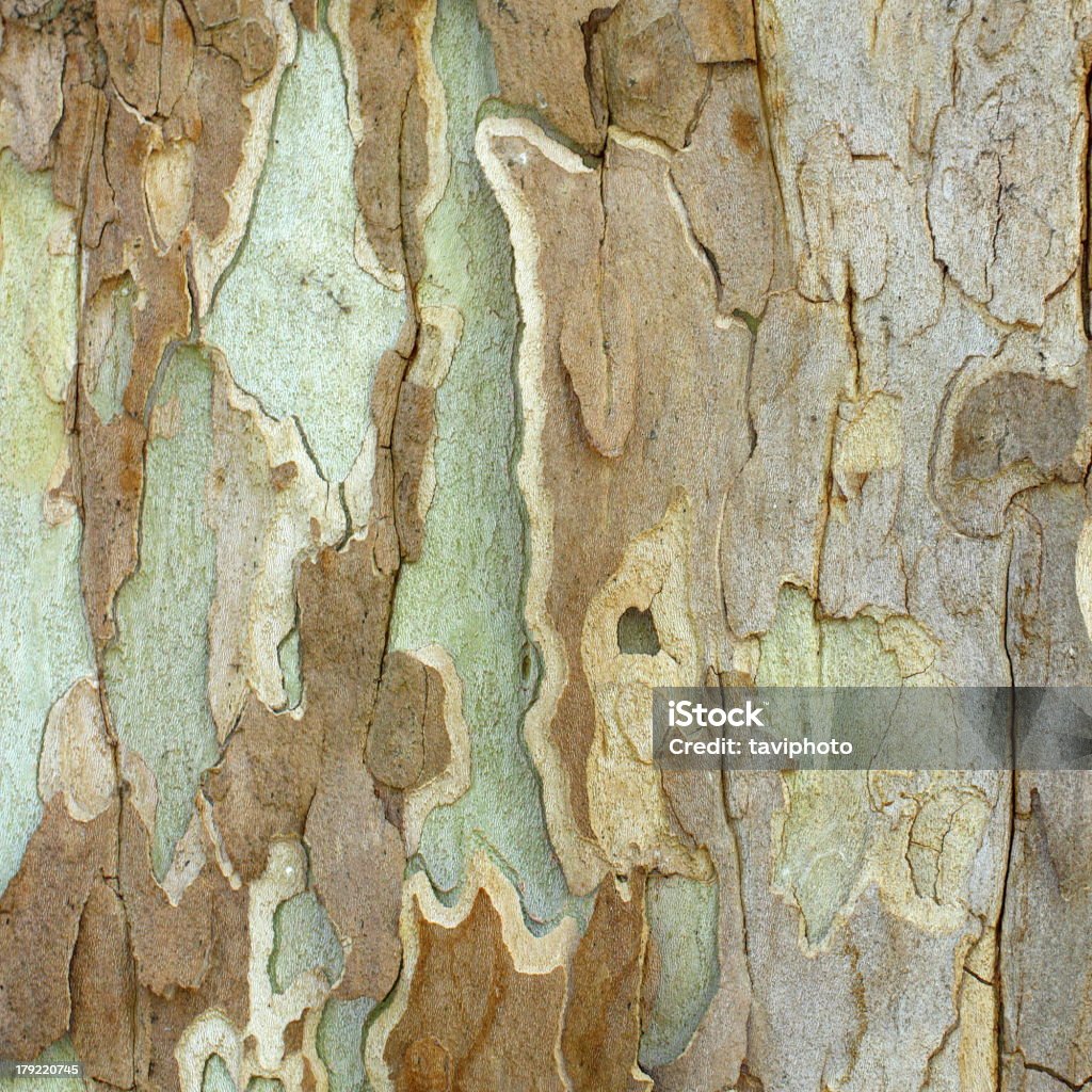 Textura da casca de uma sycamore - Royalty-free Antigo Foto de stock