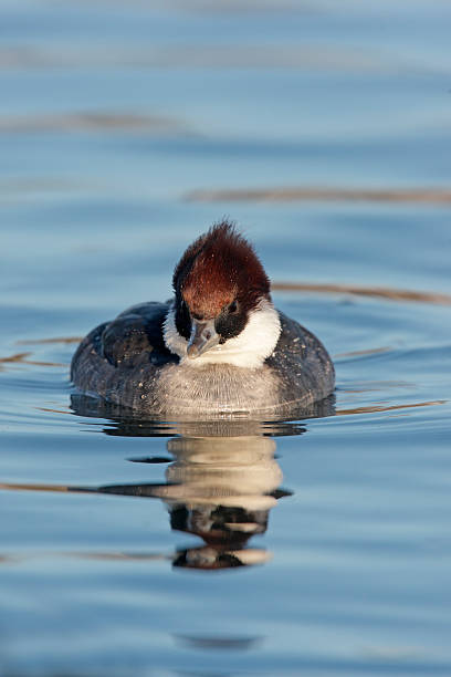 Smew, Mergellus albellus, single female Smew, Mergellus albellus, single female swimming, Lothian, Scotland 2009 mergellus albellus stock pictures, royalty-free photos & images