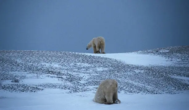 Polar Bear (Ursus maritimus) the world's largest land carnivore, Cape Churchill, Manitoba, Canada, the Hudson Bay.