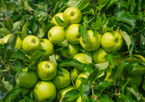 ripe green apple on the branch in orchard