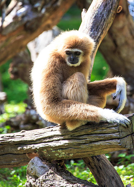 istock white-handed gibbon 179221117
