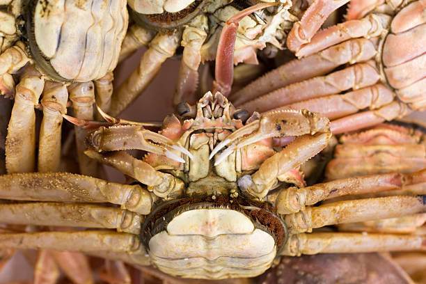 istock Pile of Fresh Crabs 179221143