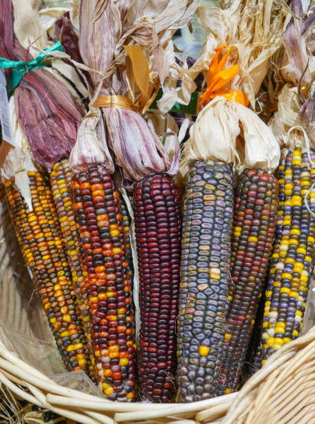 istock colorful ears of indian corn 1792212530