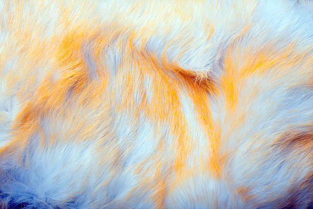 istock White and Yellow Fur 179221284