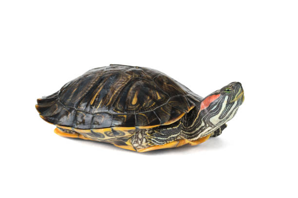 istock Water turtle with legs tucked up isolated on a white background. 1792213041