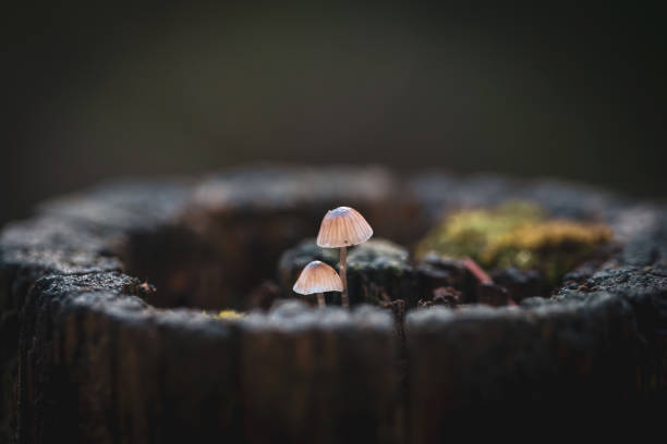 istock Mushrooms Growing In The Forest 1792213070