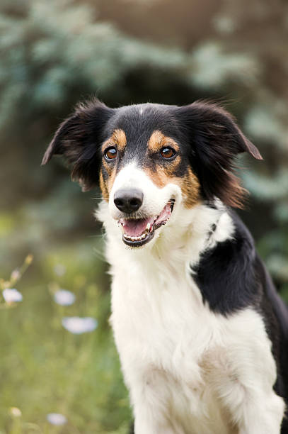 istock cute border collie dog 179221473