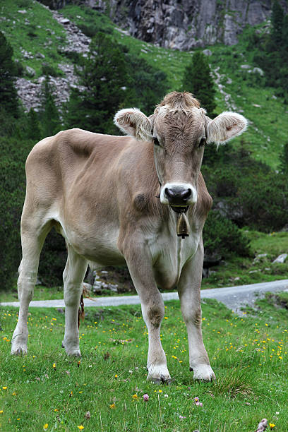istock Portrait of cow 179221599