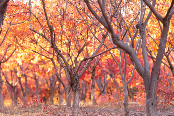 Autumn colors of cotinus forest