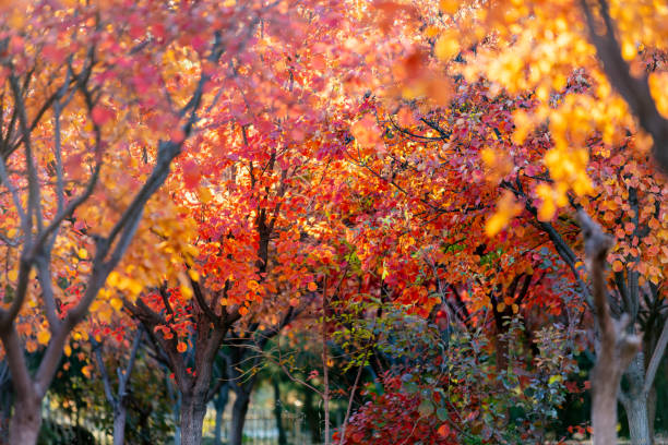 Autumn colors of cotinus forest