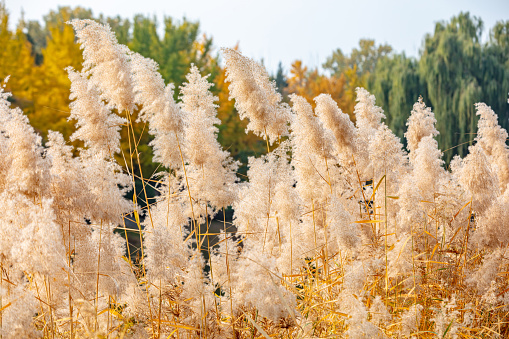 In late autumn, dry reeds by the water sway in the wind