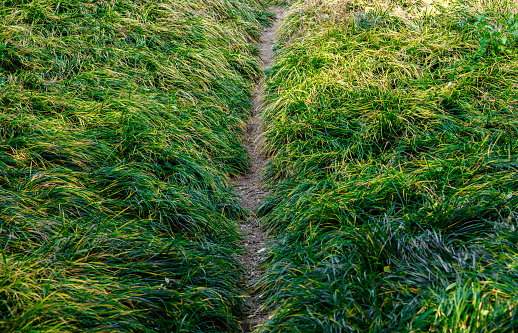 The long autumn grass parted to reveal a path