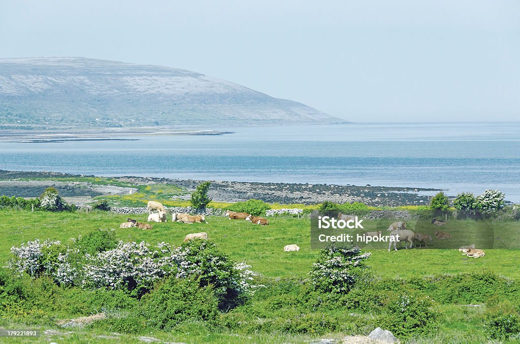 Paisaje irlandés con vacas - Foto de stock de Aire libre libre de derechos