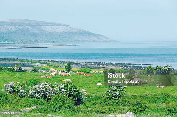 Paisaje Irlandés Con Vacas Foto de stock y más banco de imágenes de Aire libre - Aire libre, Animal, Concept Does Not Exist