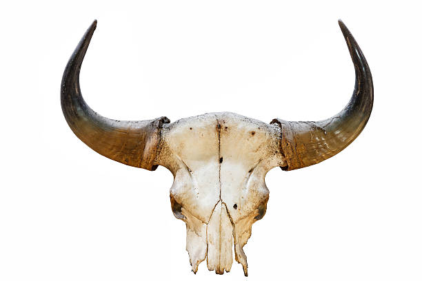 istock buffalo horn with background isolated 179222218