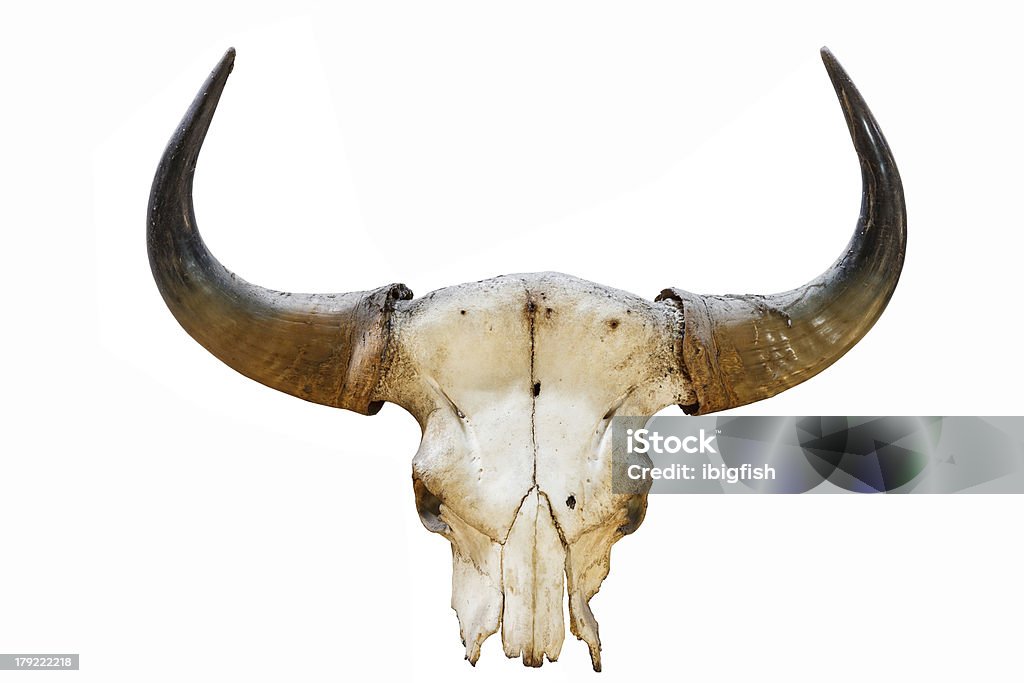 buffalo horn z tle puste - Zbiór zdjęć royalty-free (Abstrakcja)