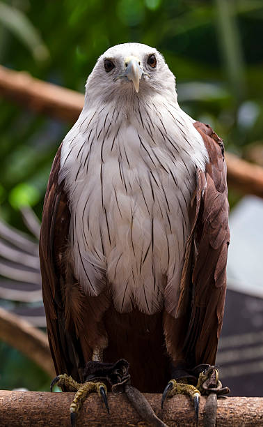 istock Close up Brahminy Kite (Haliastur indus) Red-backed 179222233