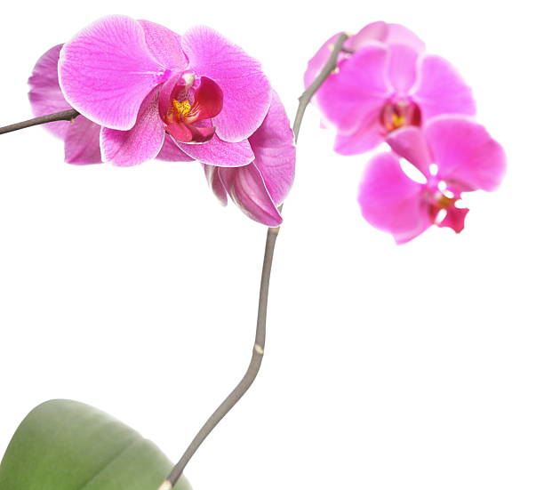 istock Phalaenopsis. Purple orchid on white background 179222353