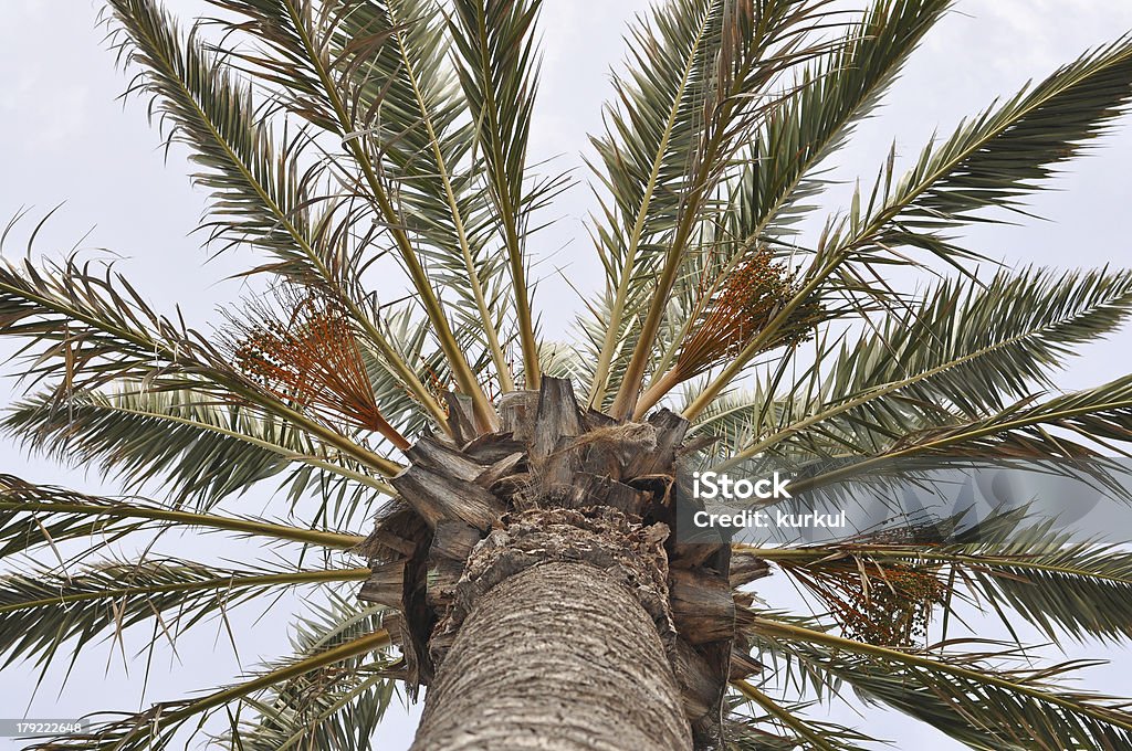 Blätter der Palme - Lizenzfrei Abstrakt Stock-Foto