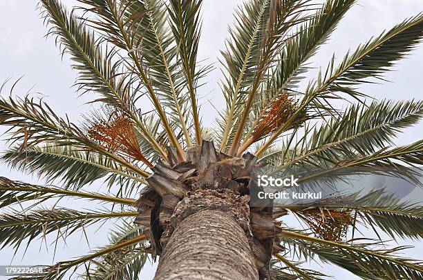 Blätter Der Palme Stockfoto und mehr Bilder von Abstrakt - Abstrakt, Ast - Pflanzenbestandteil, Baum