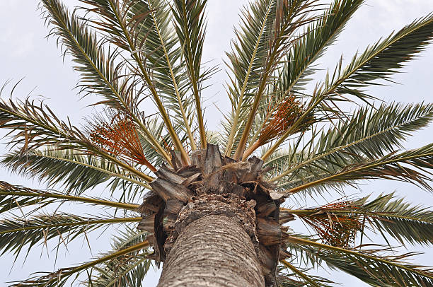 istock Leaves of palm tree 179222648