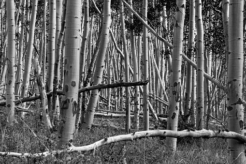 Black and white forest of tall aspen trees with fallen trunks in Colorado landscape scene