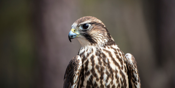 A Saker Falcon poses on a tree stump at the Carolina Raptor Center. Beautiful brown and white speckled chest.