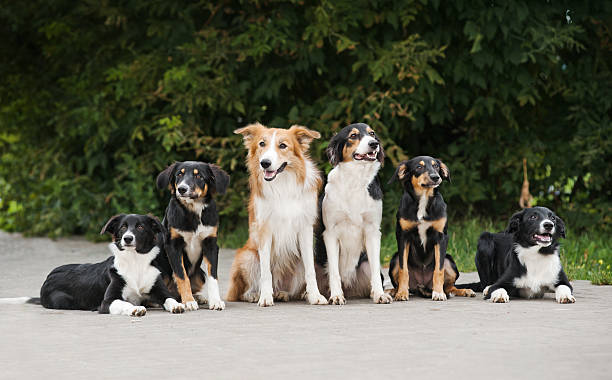 istock happy six dog border collie 179222847