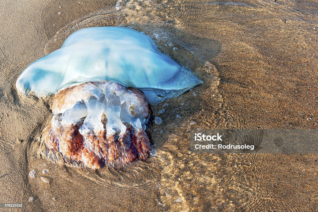 Vista del big blue Medusa gettare il giapponese mare. - Foto stock royalty-free di Ambientazione esterna