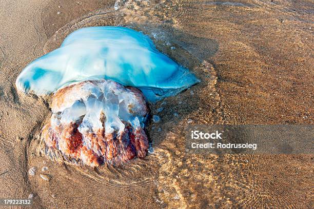 Foto de Vista Da Águaviva Azul Grande Japonês Passos Do Mar e mais fotos de stock de Areia