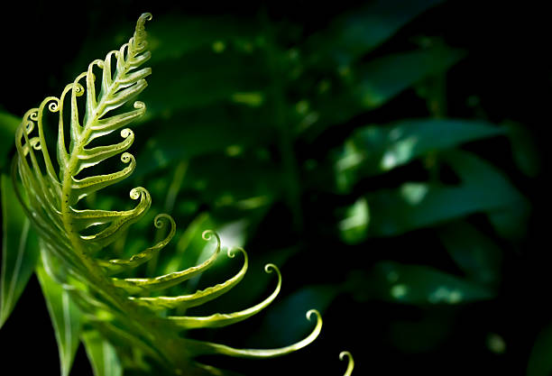 Fougère à effet pluie tropicale - Photo