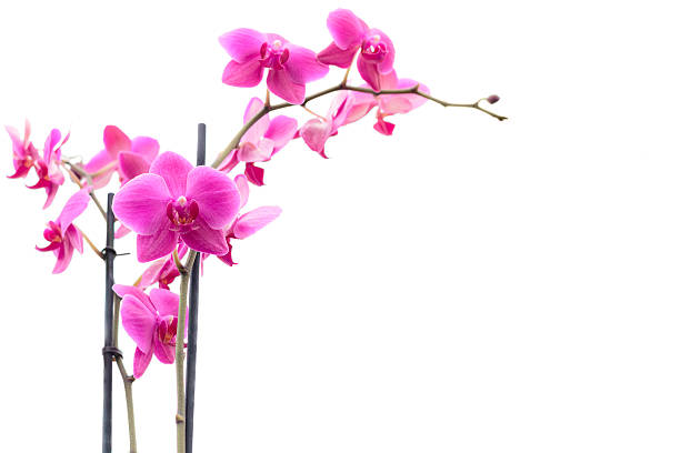 istock Exotic pink blossoms orchid isolated on white 179223555