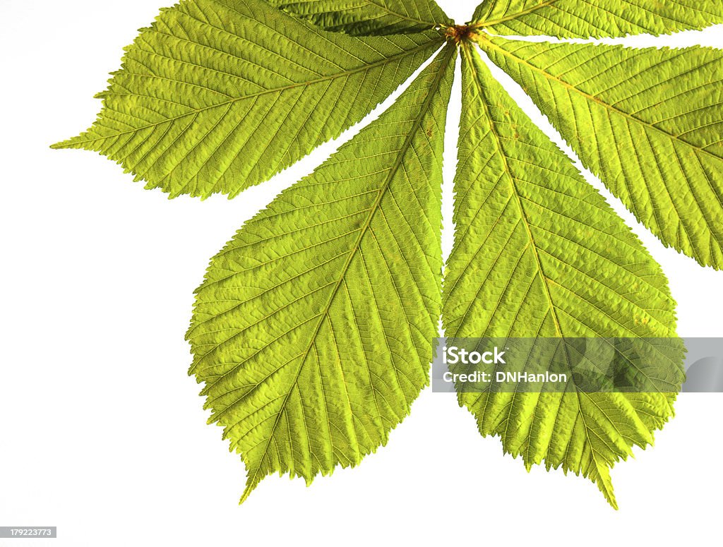 spring leaves bunch of of fresh green spring horse chestnut leaves in closeup backlit with white background Arrangement Stock Photo