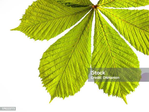 Spring Leaves Stock Photo - Download Image Now - Arrangement, Chestnut Tree, Chlorophyll