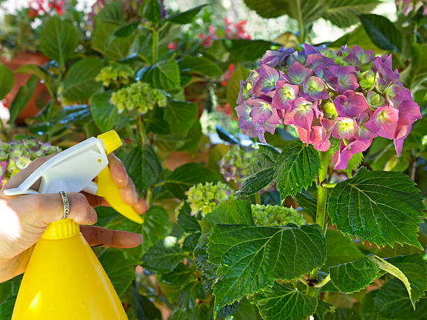 watering  hydrangea with a spray stock photo