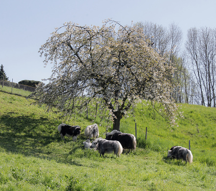 rural pasture with scottish highland cattle grazing under a blooming cherry tree