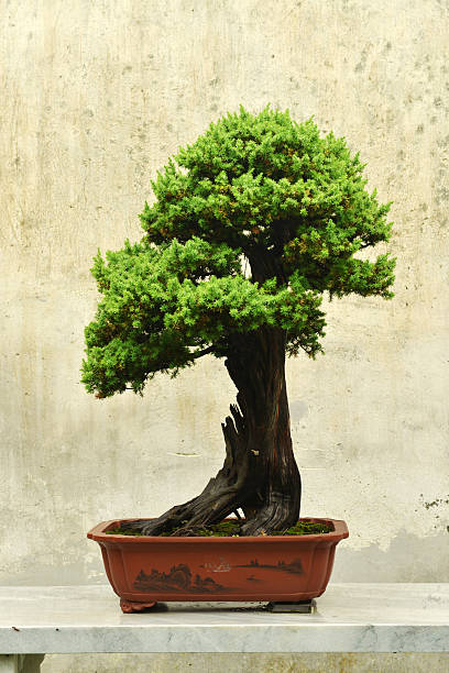 istock Chinese bonsai 179224060