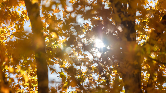 Sunlight through autumn maple leaves