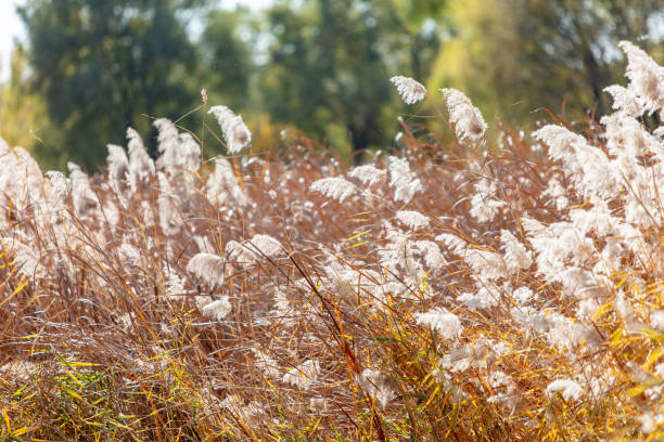 istock Dry reeds by the lake in autumn 1792242232