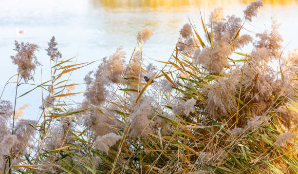 Dry reeds by the lake in autumn