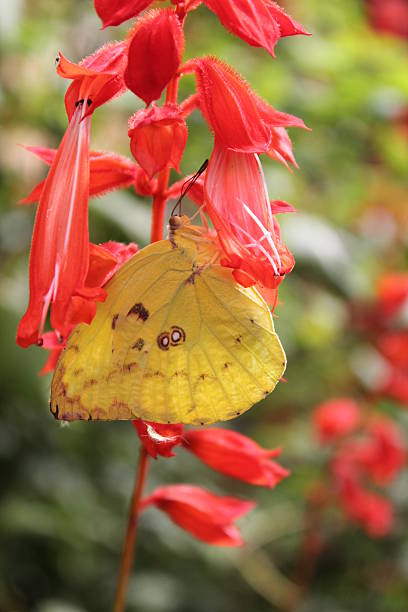 farfalla - foto stock