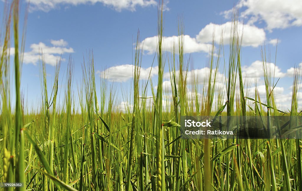 Verde cereais. - Royalty-free Agricultura Foto de stock
