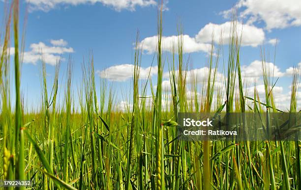 Verde Cereais - Fotografias de stock e mais imagens de Agricultura - Agricultura, Amarelo, Azul