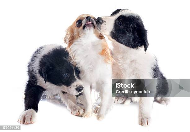 Foto de Puppies Fronteira Collies E De Chihuahua e mais fotos de stock de Animal - Animal, Animal de estimação, Branco