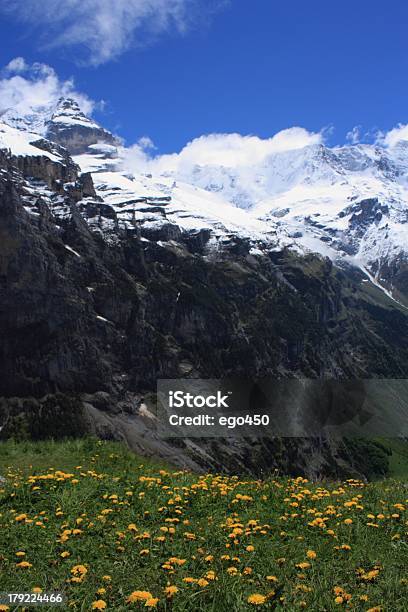 Alpes Suíços - Fotografias de stock e mais imagens de Alpes Europeus - Alpes Europeus, Ao Ar Livre, Cabeça de Flor